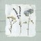Pressed Flowers on Poster Print by Carol Robinson - Item # VARPDX18763